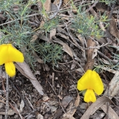 Gompholobium huegelii at Jerrabomberra, NSW - 6 Nov 2021