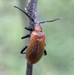 Ecnolagria grandis (Honeybrown beetle) at Jerrabomberra, NSW - 6 Nov 2021 by Steve_Bok