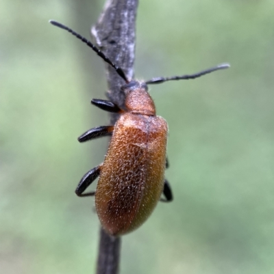 Ecnolagria grandis (Honeybrown beetle) at Jerrabomberra, NSW - 6 Nov 2021 by Steve_Bok