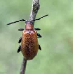 Ecnolagria grandis at Jerrabomberra, NSW - 6 Nov 2021