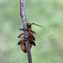 Ecnolagria grandis at Jerrabomberra, NSW - 6 Nov 2021