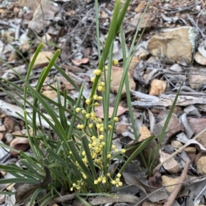 Lomandra filiformis at Jerrabomberra, NSW - 6 Nov 2021 05:11 PM