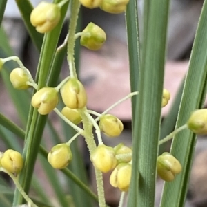 Lomandra filiformis at Jerrabomberra, NSW - 6 Nov 2021