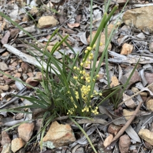 Lomandra filiformis at Jerrabomberra, NSW - 6 Nov 2021 05:11 PM