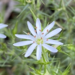 Stellaria pungens (Prickly Starwort) at Jerrabomberra, NSW - 6 Nov 2021 by SteveBorkowskis