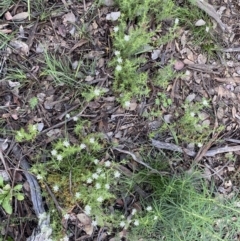 Stellaria pungens at Jerrabomberra, NSW - 6 Nov 2021