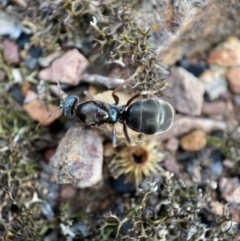 Iridomyrmex sp. (genus) (Ant) at QPRC LGA - 6 Nov 2021 by Steve_Bok