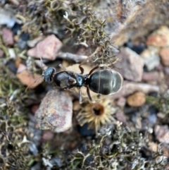 Iridomyrmex purpureus (Meat Ant) at Jerrabomberra, NSW - 6 Nov 2021 by SteveBorkowskis