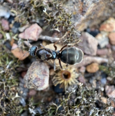 Iridomyrmex purpureus (Meat Ant) at Jerrabomberra, NSW - 6 Nov 2021 by SteveBorkowskis