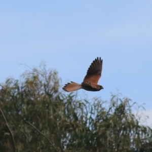 Falco cenchroides at Goulburn, NSW - 6 Nov 2021