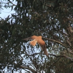 Falco cenchroides at Goulburn, NSW - 6 Nov 2021