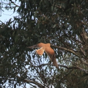 Falco cenchroides at Goulburn, NSW - 6 Nov 2021