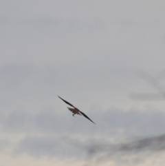 Falco cenchroides at Goulburn, NSW - 6 Nov 2021