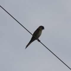 Falco cenchroides at Goulburn, NSW - 6 Nov 2021