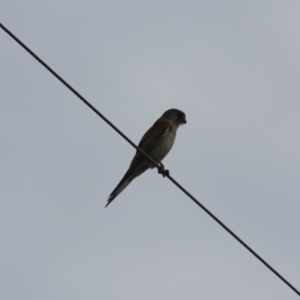 Falco cenchroides at Goulburn, NSW - 6 Nov 2021