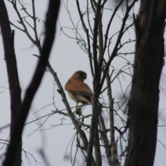 Falco cenchroides at Goulburn, NSW - 6 Nov 2021