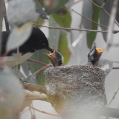 Rhipidura leucophrys (Willie Wagtail) at Lions Youth Haven - Westwood Farm A.C.T. - 6 Nov 2021 by HelenCross