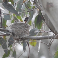 Rhipidura leucophrys at Kambah, ACT - suppressed