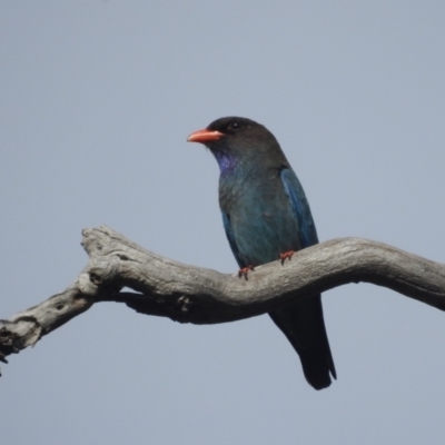 Eurystomus orientalis (Dollarbird) at Lions Youth Haven - Westwood Farm A.C.T. - 6 Nov 2021 by HelenCross