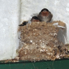 Hirundo neoxena (Welcome Swallow) at Lions Youth Haven - Westwood Farm A.C.T. - 6 Nov 2021 by HelenCross