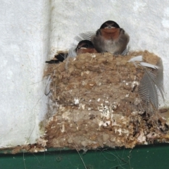 Hirundo neoxena (Welcome Swallow) at Kambah, ACT - 6 Nov 2021 by HelenCross