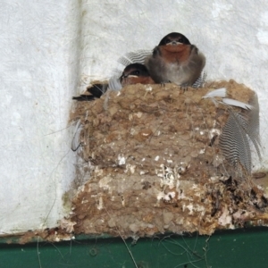 Hirundo neoxena at Kambah, ACT - suppressed