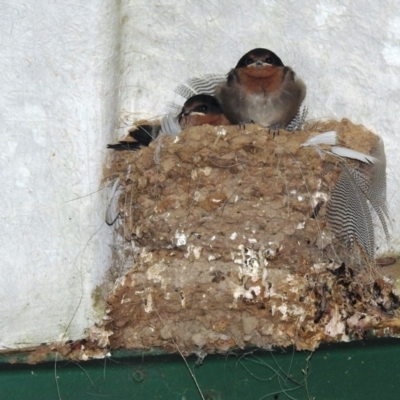 Hirundo neoxena (Welcome Swallow) at Kambah, ACT - 6 Nov 2021 by HelenCross