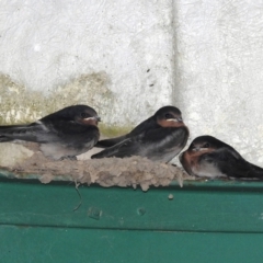 Hirundo neoxena at Kambah, ACT - suppressed