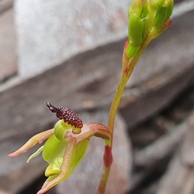 Caleana minor (Small Duck Orchid) at Black Mountain - 6 Nov 2021 by shoko