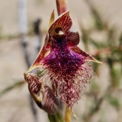 Calochilus platychilus (Purple Beard Orchid) at Sassafras, NSW - 3 Nov 2021 by RobG1
