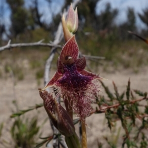 Calochilus platychilus at Sassafras, NSW - 3 Nov 2021