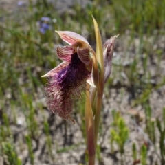 Calochilus platychilus at Sassafras, NSW - suppressed