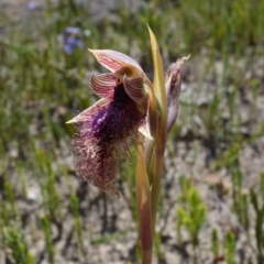 Calochilus platychilus at Sassafras, NSW - 3 Nov 2021