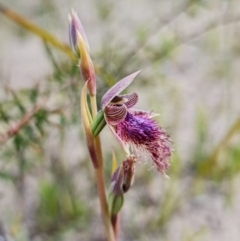 Calochilus platychilus at Sassafras, NSW - 3 Nov 2021