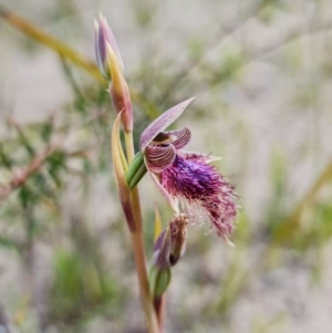 Calochilus platychilus at Sassafras, NSW - 3 Nov 2021