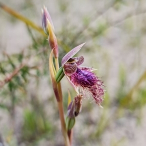Calochilus platychilus at Sassafras, NSW - suppressed