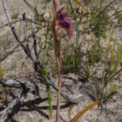 Calochilus platychilus at Sassafras, NSW - 3 Nov 2021