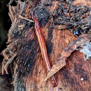 Anzoplana trilineata at Kambah, ACT - 6 Nov 2021