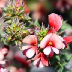 Pultenaea procumbens (Bush Pea) at Namadgi National Park - 6 Nov 2021 by Sarah2019