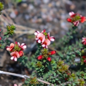 Pultenaea procumbens at Rendezvous Creek, ACT - suppressed