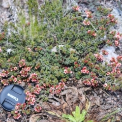 Pultenaea procumbens at Rendezvous Creek, ACT - 6 Nov 2021