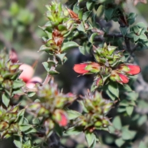 Pultenaea procumbens at Rendezvous Creek, ACT - suppressed