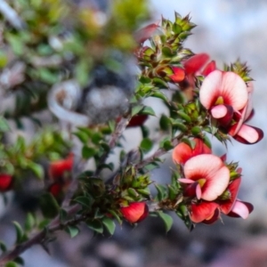 Pultenaea procumbens at Rendezvous Creek, ACT - suppressed