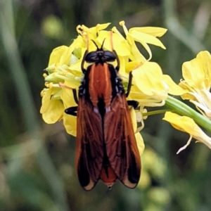 Pelecorhynchus fulvus at Stromlo, ACT - 6 Nov 2021