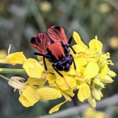 Pelecorhynchus fulvus at Stromlo, ACT - 6 Nov 2021