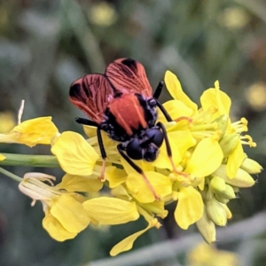 Pelecorhynchus fulvus at Stromlo, ACT - 6 Nov 2021