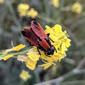 Pelecorhynchus fulvus at Stromlo, ACT - 6 Nov 2021