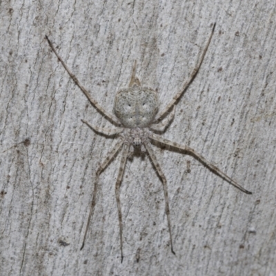 Tamopsis sp. (genus) (Two-tailed spider) at Scullin, ACT - 31 Oct 2021 by AlisonMilton