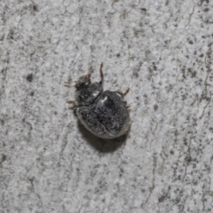 Coccinellidae (family) (Unidentified lady beetle) at Scullin, ACT - 31 Oct 2021 by AlisonMilton