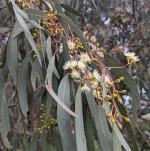 Eucalyptus melliodora at Lions Youth Haven - Westwood Farm A.C.T. - 6 Nov 2021 06:20 PM